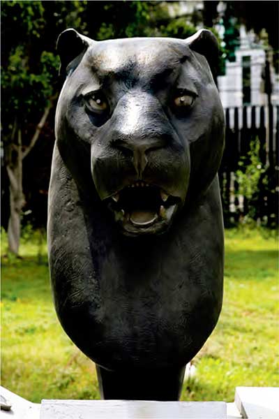 Pantera Onca